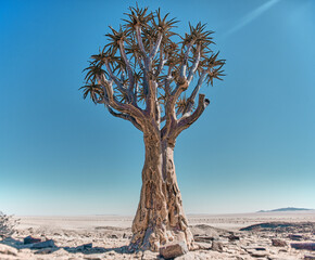 Wall Mural - Amazing landscape in Namibia, Africa