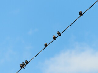 Common starling on a wire, Common starling (Sturnus vulgaris)