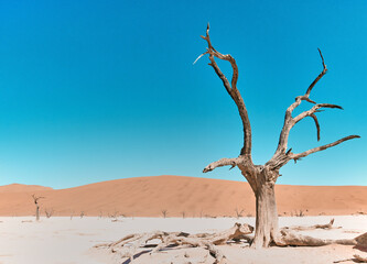 Wall Mural - Amazing landscape in Namibia, Africa