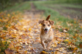 Fototapeta Tęcza - Szczęśliwy mały pies biegający jesienią po liściach w obszarach wiejskich