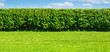 Wide Summer garden template - a green lawn and a long big hedge on a blue sky background with copy space