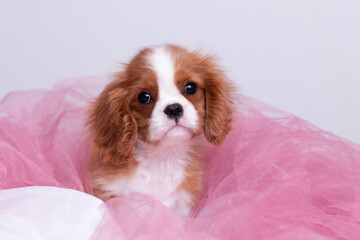 Wall Mural - Cavalier king Charles Spaniel puppy in pink organza