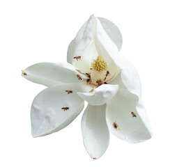 Wall Mural - bees working hard to pollinate a white magnolia blossom closeup cutout isolated on a white background