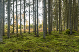 Fototapeta Na ścianę - Moss covered forest ground in a spruce forest
