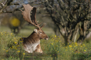 Wall Mural - Fallow deer in nature during rutting season