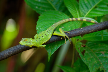 Wall Mural - Green Basilisk - Basiliscus plumifrons also called the green basilisk, the double crested basilisk, or the Jesus Christ lizard, species of lizard in the family Corytophanidae