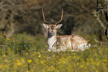 Wall Mural - Fallow deer in nature during rutting season