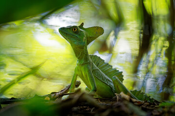 Wall Mural - Green Basilisk - Basiliscus plumifrons also called the green basilisk, the double crested basilisk, or the Jesus Christ lizard, species of lizard in the family Corytophanidae
