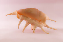 Sea Shell (Lambis Truncata) On A Pink Background