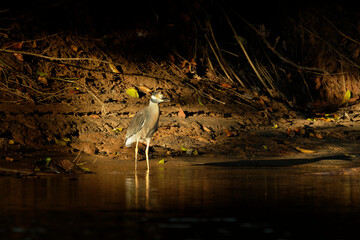 Wall Mural - Yellow-crowned Night-Heron - Nyctanassa violacea is species of night herons found in the Americas, known as the Bihoreau Violacé in French and the Pedrete Corona Clara in Spanish