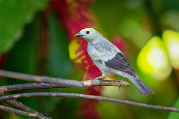 Wall Mural - Palm Tanager - Tangara palmarum is medium-sized passerine bird, resident breeder from Nicaragua south to Bolivia, Paraguay and southern Brazil. It also breeds on Trinidad and Tobago