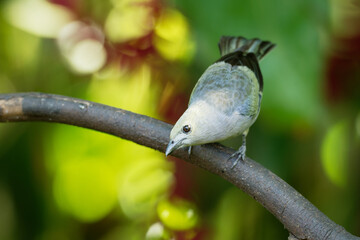 Wall Mural - Palm Tanager - Tangara palmarum is medium-sized passerine bird, resident breeder from Nicaragua south to Bolivia, Paraguay and southern Brazil. It also breeds on Trinidad and Tobago