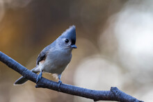 Tufted Titmouse, Baeolophus Bicolor, Closeup Looking Right With Golden Fall Foliage Background Copy Space