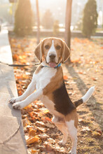 Beagle Dog Stands On Its Hind Legs And Poses While Looking At The Camera