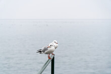Sea Gulls On A Foggy Day On Lake Ohrid, Northern Macedonia