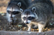 © Sergey Lukankin/Stocksy - Two raccoons in the forest