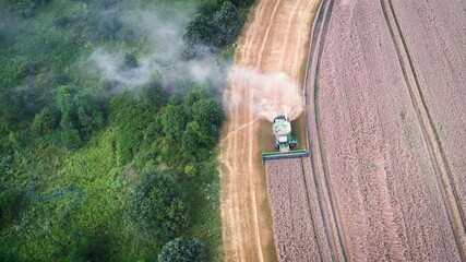 Wall Mural - Aerial video flying over harvesting wheat combine in summer field. Top view 4k UHD drone footage