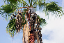 Man Working At The Top Of A Palm Tree Pruning The Leaves Helping Himself With A Well-used Rope To Climb Up. Cleaning And Cutting Palm Trees. Caring For The Cleanliness And Ecology Of The Environment.