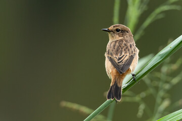 Female Pied Bushchat perching on grass stem  looking into a distance