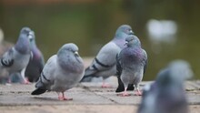 Pigeon Standing Still In Group Of Pigeons On Floor Slow Motion