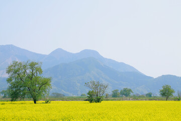 Poster - 小沼の菜の花畑