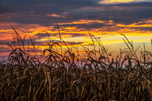 An Autumn Cornfield Is Silhouetted By A Dramatic And Colorful Late October Sunset Sky Over Indiana In The Midwest Of America.