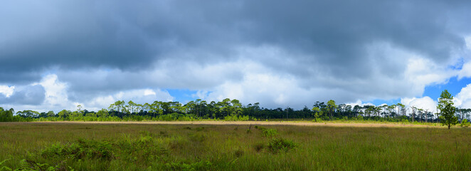 Wall Mural - beautiful meadow in deep forest at thailand.