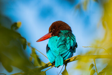 Sticker - White throater kingfisher close up