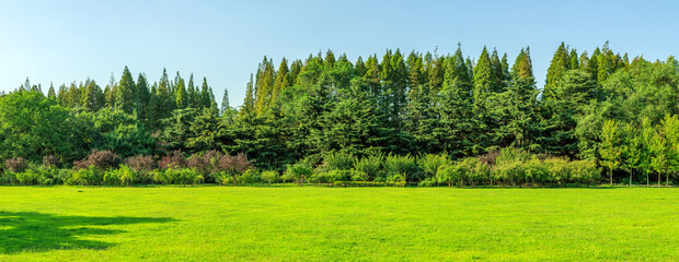 Wall Mural - sunshine forest and grassland in the park