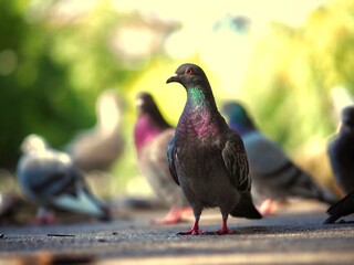 Wall Mural - Pigeons 