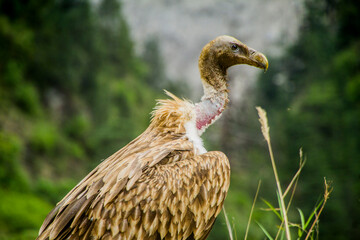 Sticker - Himalayan Griffon Vulture 