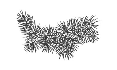 Sketch vector illustration of fir or pine branch