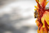 Fototapeta Londyn - Bee on a orange flower collecting pollen and nectar for the hive