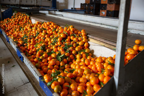 Ripe tangerines on a fruit sorting production line. High quality photo