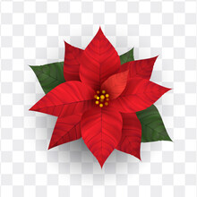 Realistic Poinsettia Flower Isolated Vector