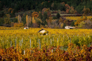 Canvas Print - Traditional shed in the vineyards of the Diois in autumn colors, France