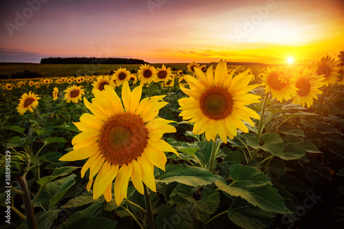 Papier Peint - Vivid yellow sunflowers glow in the evening. Blooming field closeup.