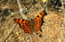 Beautiful Butterfly On A Tree In The Autumn Garden