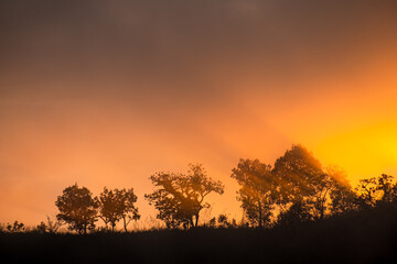 Wall Mural - Mountain and Trees and orange sky Silhouette scene