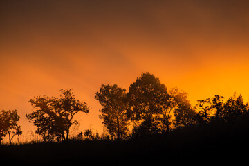 Wall Mural - Mountain and Trees and orange sky Silhouette scene