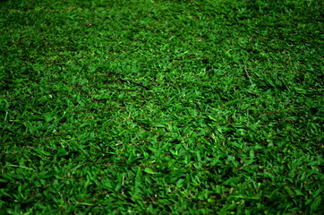 Green grass background vignette  texture or background Ideal for use in the design 