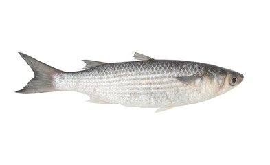 Grey mullet fish or flathead mullet isolated on white background