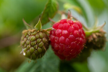 Wall Mural - Organic raspberries close up