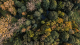 Fototapeta Pomosty - bird's view of the autumn forest