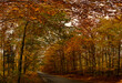 Puszcza Goleniowska, Gollnower Heide	