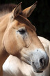 Cheval de Przewalski (Equus przewalskii)