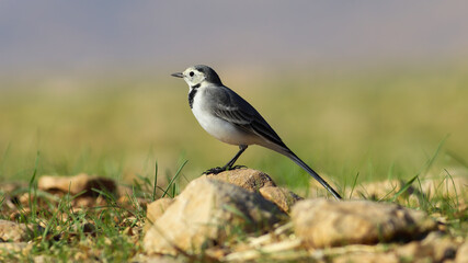 White wagtail bird on the ground