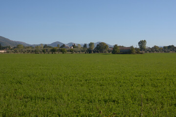 TERRENO AGRICOLO,CAMPANIA,SUD ITALIA,OTTOBRE 2020.