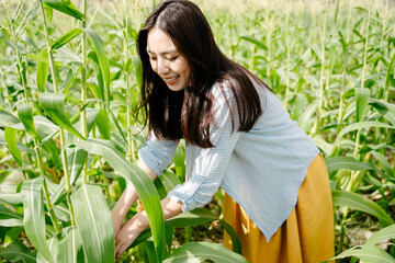 Wall Mural - Asian farmer woman harvesting raw corn in field outdoors.