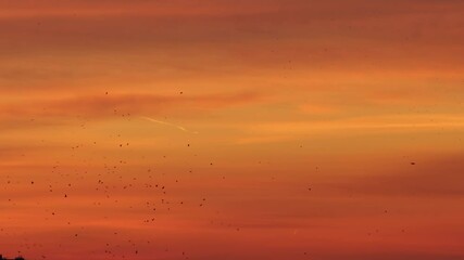 Wall Mural - Morning sky of red orange and yellow shades - silhouettes of birds